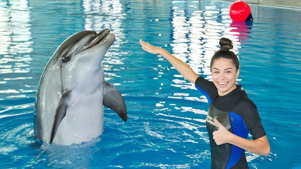 Dubai Dolphinarium - Image 3