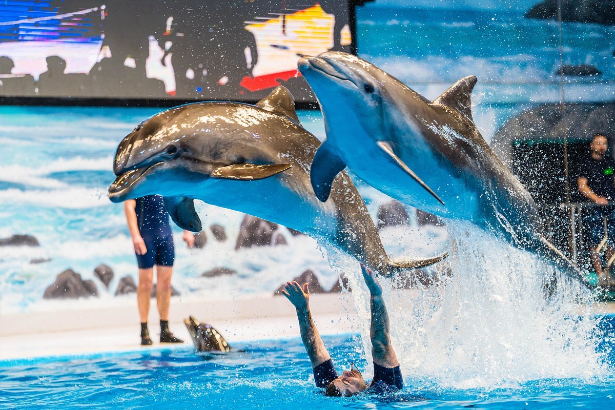 Dubai Dolphinarium - Image 2